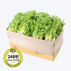 [신선배송] 치커리(상,국내산)2kg 박스 [야채,채소]